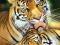 Tygrysy (Miłość Matki) - plakat 40x50 cm