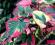Hotunia - śliczny liść, kolorowy dywan cały sezon