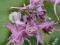 Epimedium Lilafee- delikatne kwiatki do cienia