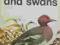 LADYBIRD - DUCKS AND SWANS