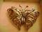 motyl srebro motyl srebro