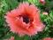 PAPAVER"FORNSETT SUMMER"~PM~