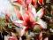 KOWALIK Magnolie 40 x30 - kwiaty BCM !!!!
