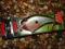 WOBLER RAPALA DT-FLAT 3 7cm/12g - BOS - NOWY!