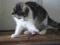 Birma -delikatna, łagodna kotka, kot prosi o dom