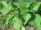 Surmia wielkokwiatowa (Catalpa speciosa )