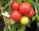 pomidor YABLONKA ROSSII (Russian Apple Tree)