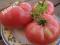 pomidor SIBIRSKIY VELIKAN ROZOVYI