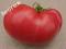 pomidor KOROLEVA - nowość !!!