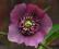 Helleborus orientalis 'New Hybrids' - Ciemiernik w