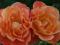 Rosa - Róża 'Westerland' - POMARAŃCZOWA -PNĄCA- !!
