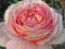 Rosa 'Abraham Derby' - Róża ANGIELSKA *WONNA* !!!!