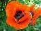 MAK TURECKI CZERWONY - PAPAVER ORIENTALE