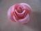 Ozdoby cukiernicze-Róża-duża rózne kolory