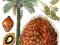 Elaeis guineensis - PALMA OLEJOWA - do 50kg owoców