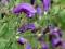 STROBILANTHES ATROPURPUREA 15 nasion