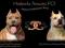 American Staffordshire Terrier (amstaff) - suczka3