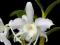 Storczyk Dendrobium nobile - BIAŁE KWIATY!!!!!
