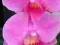 Storczyk Phalaenopsis - DUŻE ROŚLINY MIX!