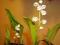 konwalia majowa kwitnące rośliny w doniczkach