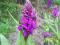 storczyk ogrodowy Dactylorhiza stoplamek