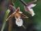 kruszczyk błotny epipactis storczyk ogrodowy