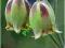 Szachownica Fritillaria acmopetala 3 rośliny - NEW