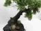 drzewko bonsai sztuczne,ozdoba okna, 60 cm