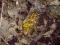 Stephanorrhina guttata - piękna kruszczyca, larwy