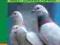 HODOWLA GOŁĘBI Rasy zdrowie opieka gołębie gołąb