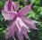 Clematis botaniczny pełny Markham's Pink