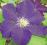 Clematis wielkokwiatowy Viola GRANATOWA DAMA
