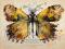 Plakaty i inne błahostki, Motyl złoty Ryszard Kaja