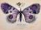 Plakaty i inne błahostki, Motyl lila Ryszard Kaja