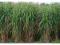 Miskant Olbrzymi , Miscanthus - SADZONKI