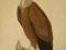 ptak sęp, oryg. 1787 + akwarela