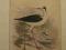 ptak brodziec czarno biały, oryg. 1859 + akwarela