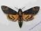 Motyl Trupia główka, Acherontia atropos