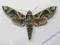 Motyl Zawisak oleandrowiec, Daphnis nerii