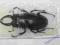Chrząszcz jelonek Odontolabis alces z Filipin 74mm