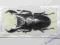 Chrząszcz jelonek Dorcus titanus z Sumatry - 7 cm