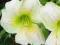 HEMEROCALLIS LILIOWIEC WHITE TEMPTATION