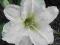 HEMEROCALLIS LILIOWIEC GENTLE SHEPHERD