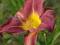 HEMEROCALLIS LILIOWIEC BLUE SEA