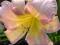 HEMEROCALLIS LILIOWIEC CATHERINE WOODBERY