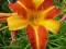 HEMEROCALLIS LILIOWIEC FRANS HALLS