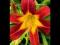 HEMEROCALLIS LILIOWIEC RED MAGIC