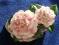 Piękne kwiaty - Kamelia - Camellia- Cudo