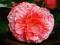 BEGONIA DWUKOLOROWA MARMORATA 1 SZT # TANIO #