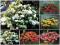 BEGONIA ZWISAJĄCA MIX 5SZT # TANIO #